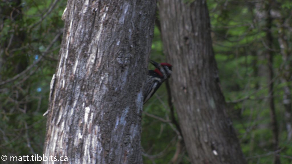 Red-headed woodpecker at South Katahdin Lake.