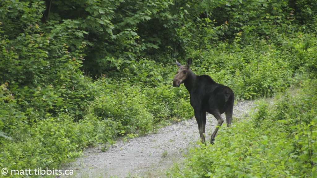 Large moose.