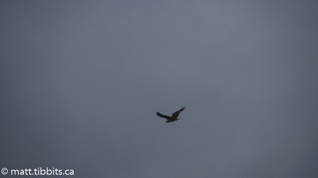 Hawk that circled for a while.