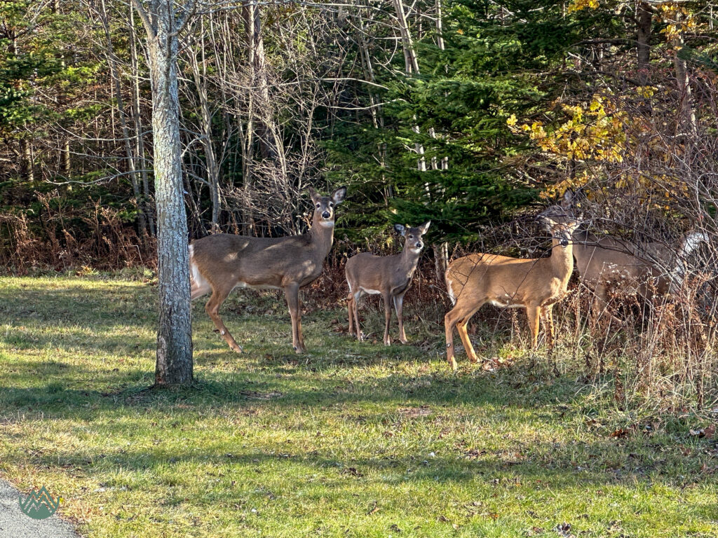 herd of deer beside the trail