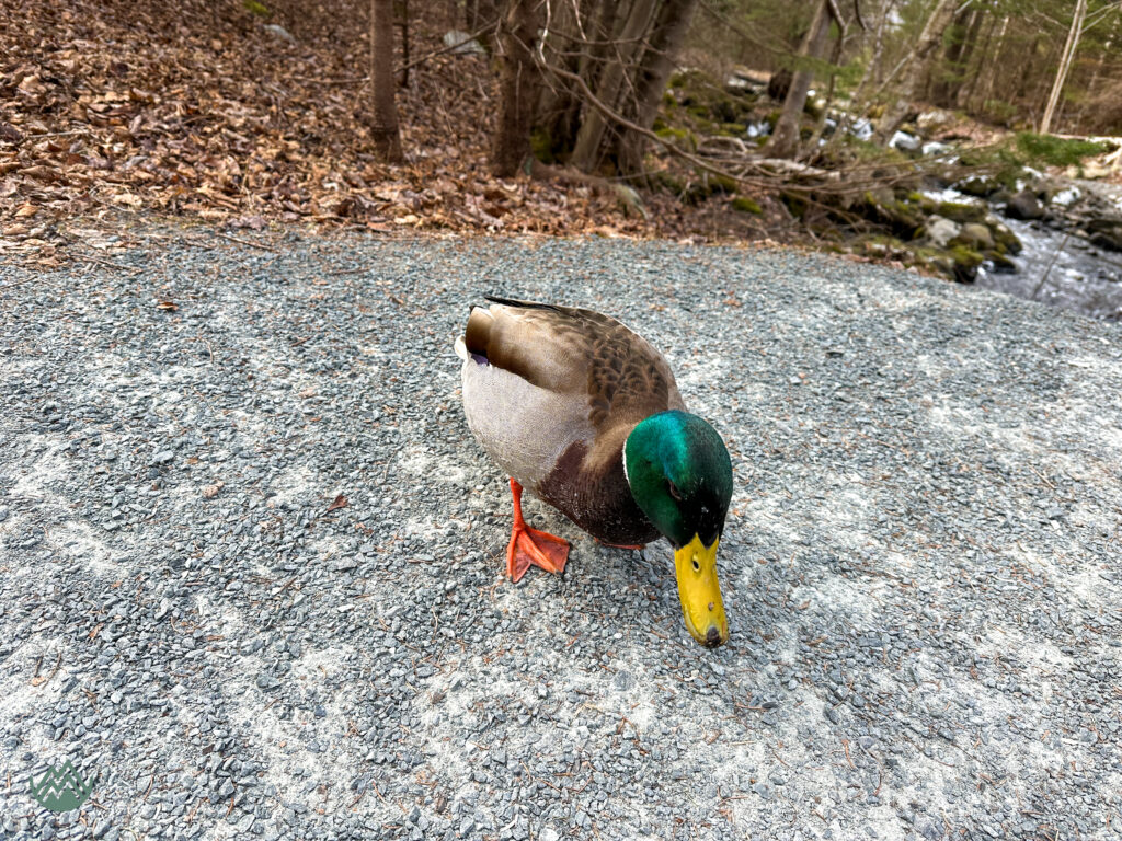 a duck on the trail