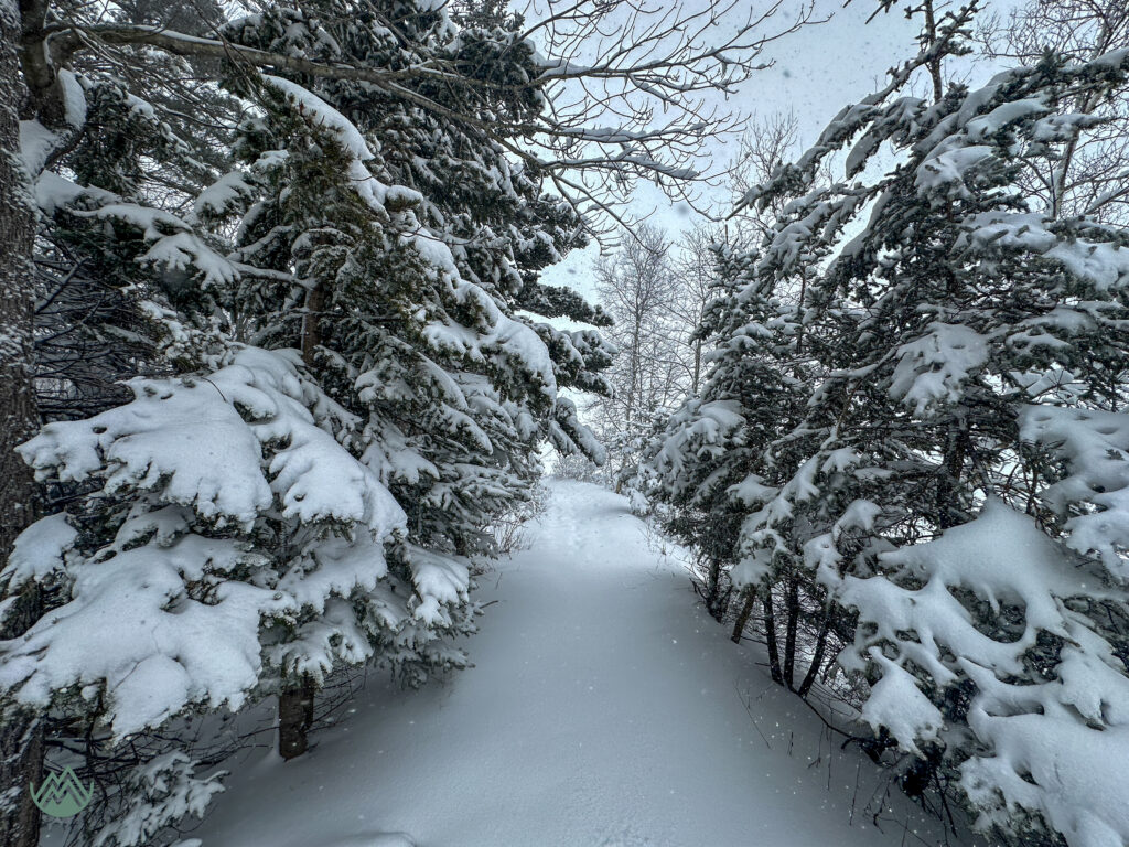 Another snowy trail