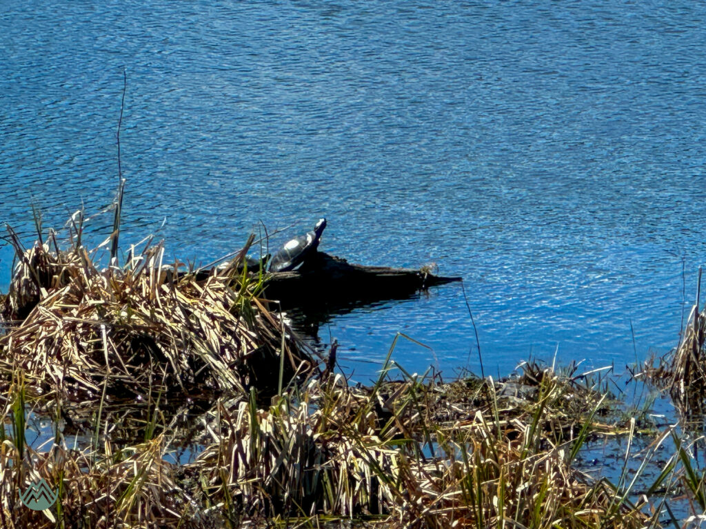 a turtle basking in the sun